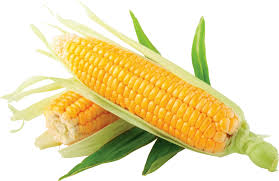 Maize